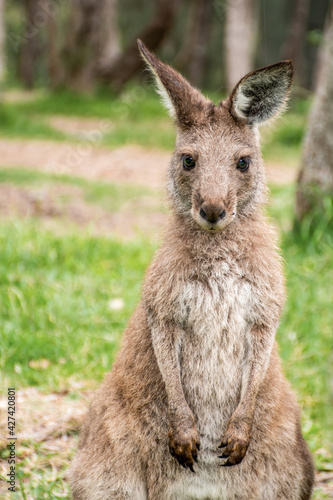 Joey young kangaroo portrait. Australian marsupial wildlife