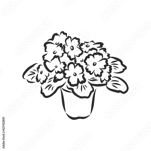 Pot plants set, vector illustration flowers in pots drawn black line on a white background, hand-drawn design elements.