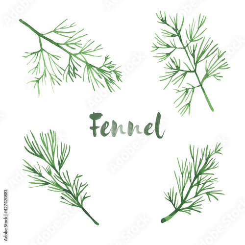 Fototapeta Naklejka Na Ścianę i Meble -  Watercolor illustration. Vegetables. Set of four branches of fennel isolated on a white background. 