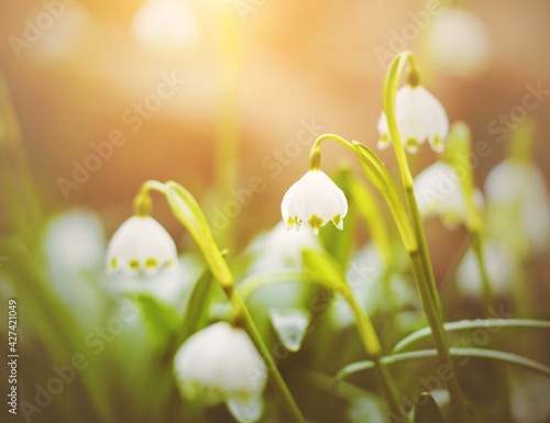 Beautiful fragrant snowdrops with white petals bloomed on a sunny warm spring day among the green foliage. Nature.