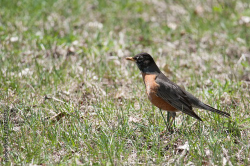 American Robin standing on the grass