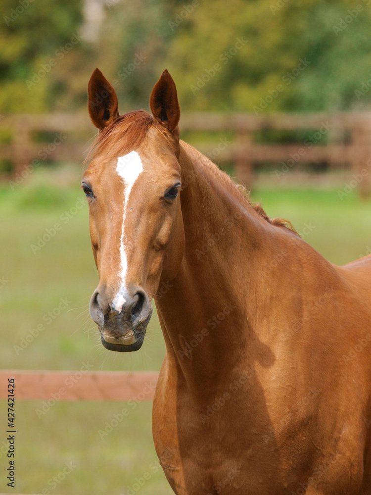 Pretty Horse Head Shot