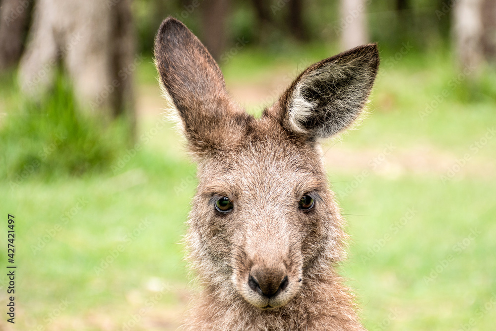 Joey young kangaroo portrait. Australian marsupial wildlife Joey young kangaroo portrait. Australian marsupial wildlife