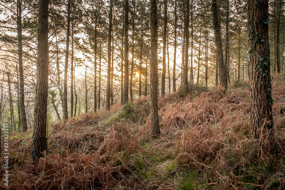 Sunrise in the woods, Basque Country Sunrise in the woods, Basque Country