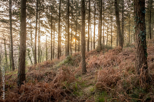 Sunrise in the woods  Basque Country