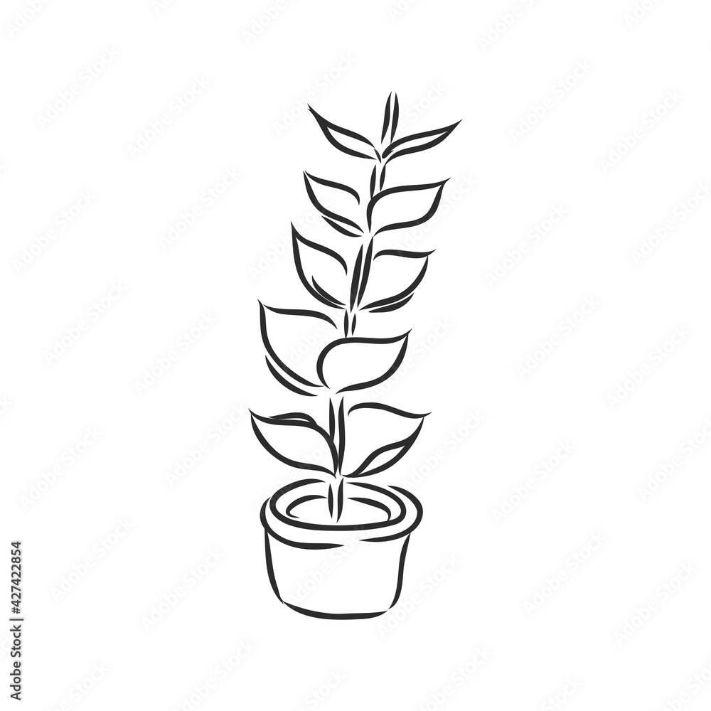 Pot plants set, vector illustration flowers in pots drawn black line on a white background, hand-drawn design elements. Pot plants set, vector illustration flowers in pots drawn black line on a white background, hand-drawn design elements.