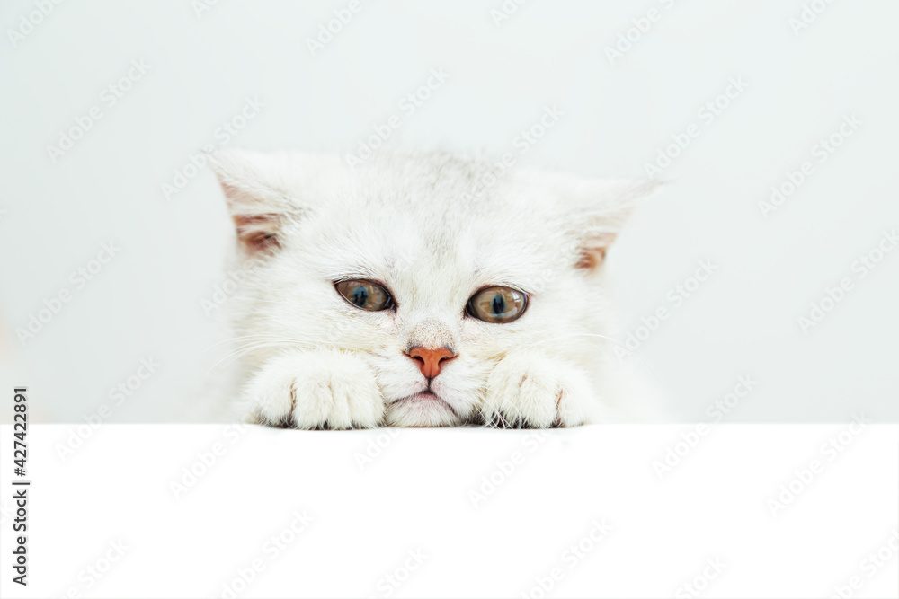 Sad white British kitten peeking over a white banner.