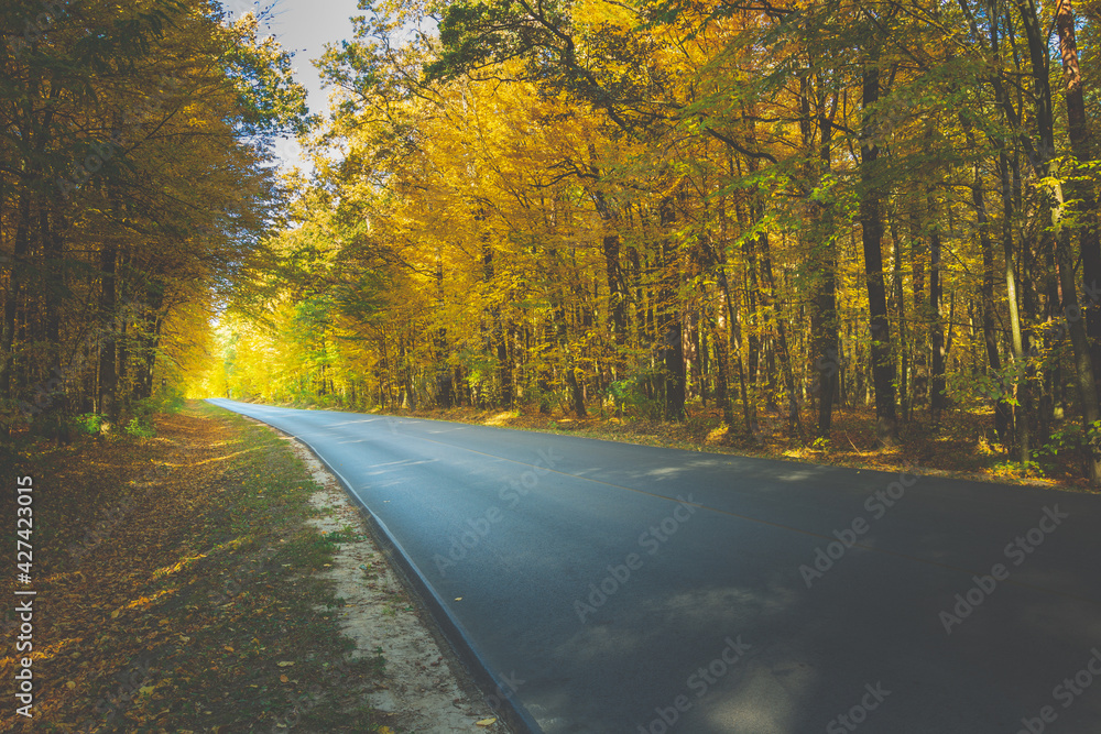 Fototapeta premium Asphalt road through the autumn forest towards the light