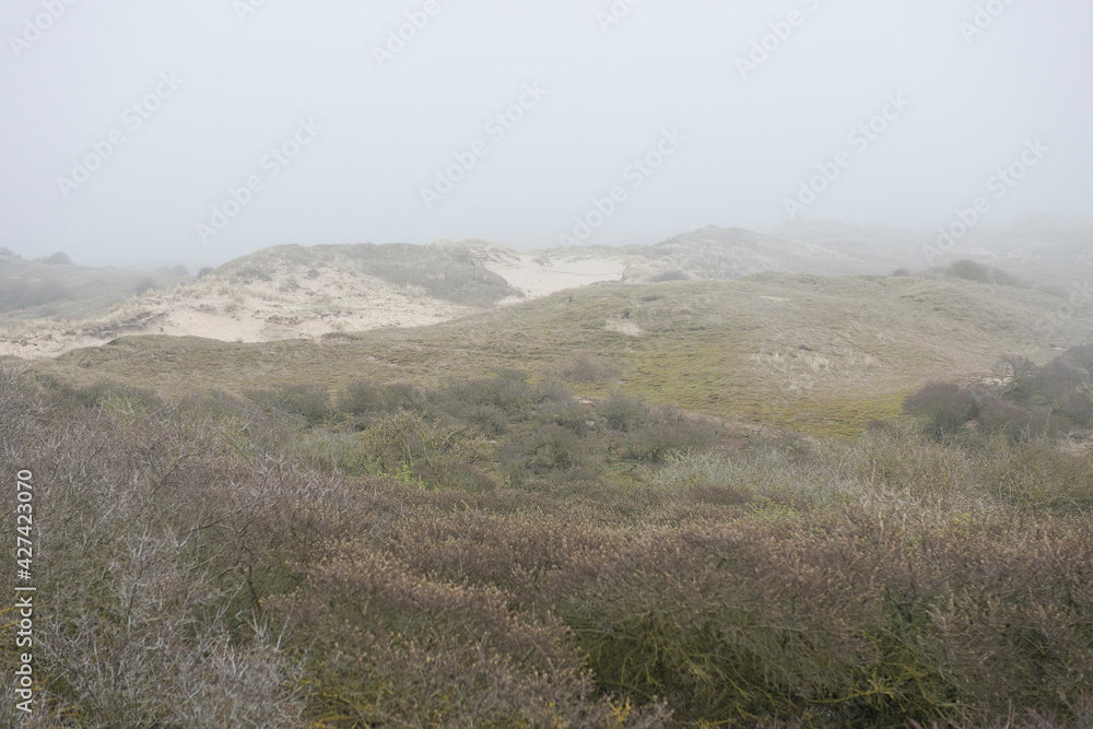View on an open dune landscape with Common Sea-buckthorn (Hippophae rhamnoides) on the foreground
