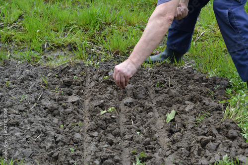 A close-up of a small piece of dug up dark heavy wet soil  large lumps of soil with roots  next to lush green grass. The hand of a man engaged in planting seeds in the vegetable garden.