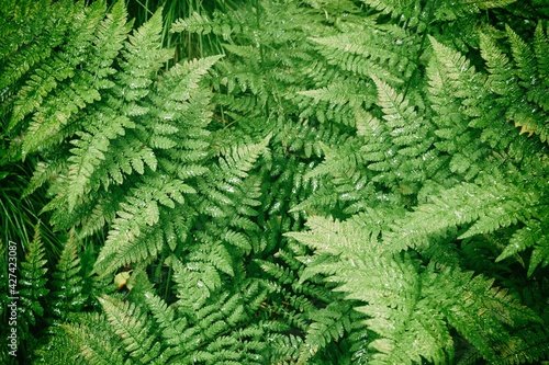 Background of green wet leaves of forest fern. Water falls on the lush green leaves of the forest fern.
