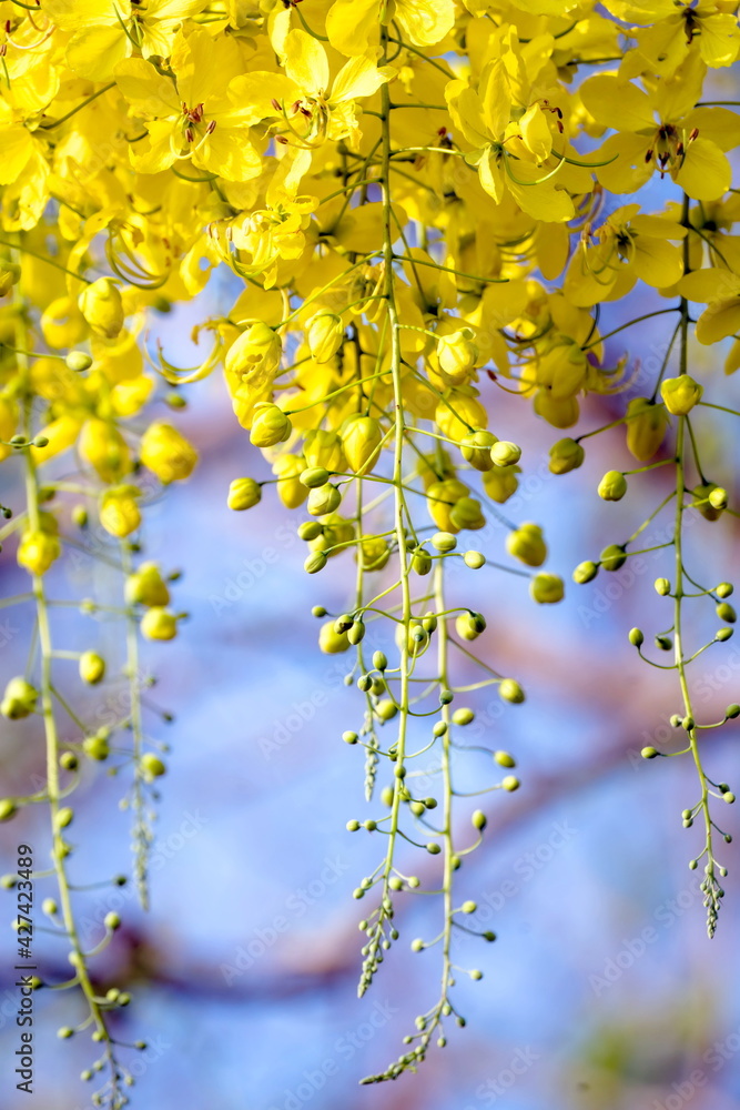 Ratchaphruek or Multiply flowers Ratchaphruek or Multiply flowers