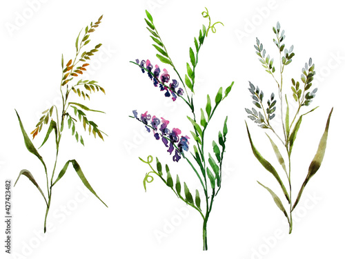 Wildflowers. Three stems of different field grasses on a white background. Elements of nature for design. Watercolor.