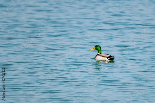 View of mallard duck on a lake