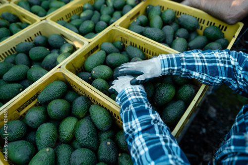 Farmer hands resting on avocados boxes.Harvest Season. Organic avocado plantations in Velez-Malaga, Andalusia, Spain