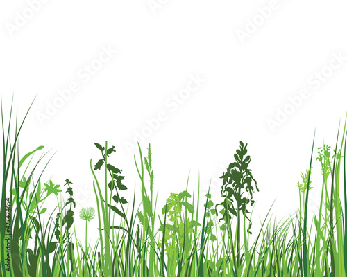 Green Grass Meadow © Konovalov Pavel