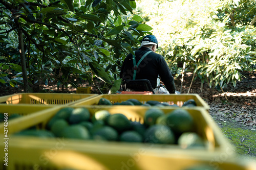 Farmer driving a farm truck with hass avocados boxes. Working in the hass avocado harvest season. Organic avocado plantations in Velez-Malaga, Andalusia, Spain
