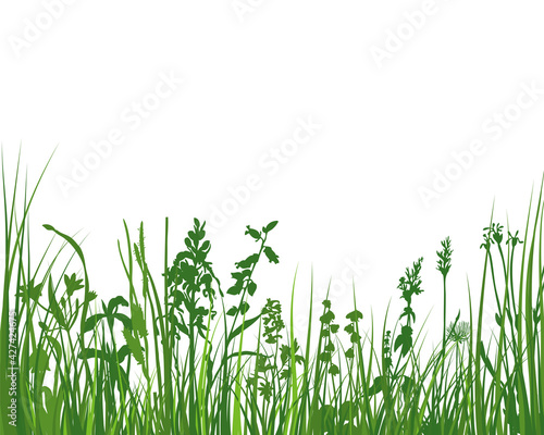 Green Grass Meadow