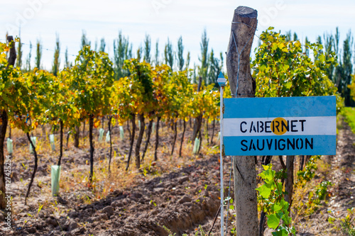 Canvastavla Cabernet Sauvignon  plantation in Argentina