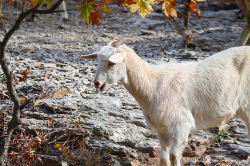 ibex feeds in nature