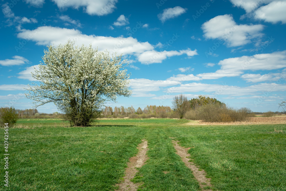 The path to the green meadow and the blooming bush The path to the green meadow and the blooming bush
