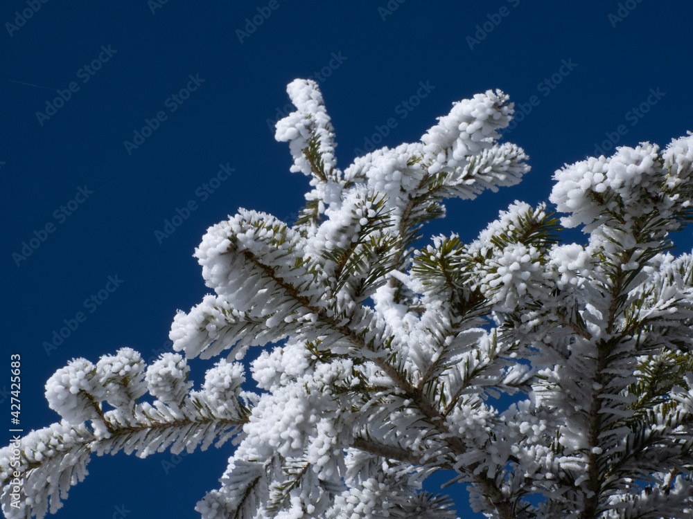 snow covered branches snow covered branches