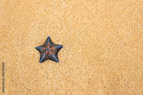 Starfish on the beach on the background of the sand with a place for your advertising. Copyspace. The concept of summer, sea, sun and beach. Holidays, travel, resorts.