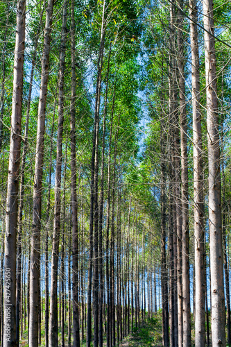 Eucalyptus plantation for the cellulose industry and timber extraction