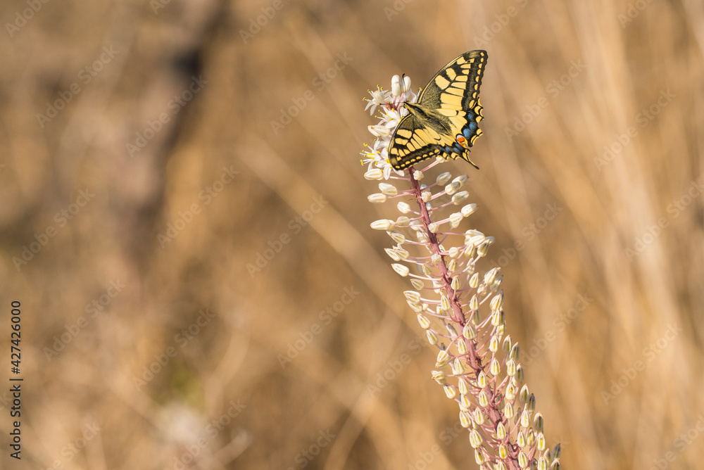 Old World Swallowtail (Papilio machaon) extracting nectar from Sea Squill (Drimia maritima)