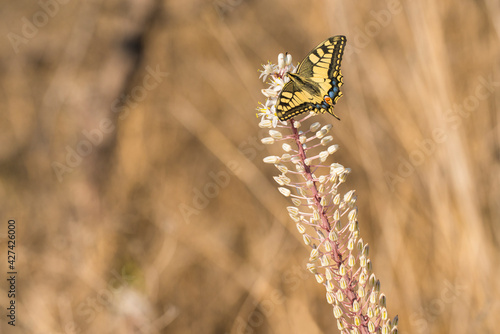 Old World Swallowtail  Papilio machaon  extracting nectar from Sea Squill  Drimia maritima 