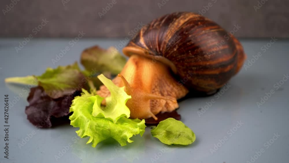 The big snail Achatina sticks out its horns from its shell to eat green
