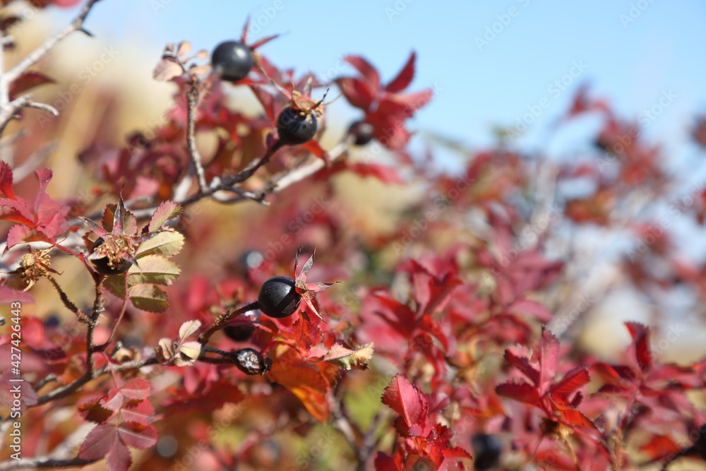 Ripe fruits of wild mountain rose hips Ripe fruits of wild mountain rose hips