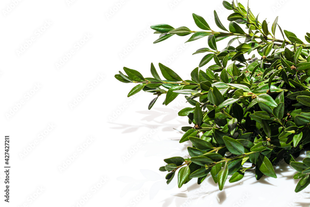 Branches of a plant with green leaves on a white background. Flowers are collected in nature. Isolate.