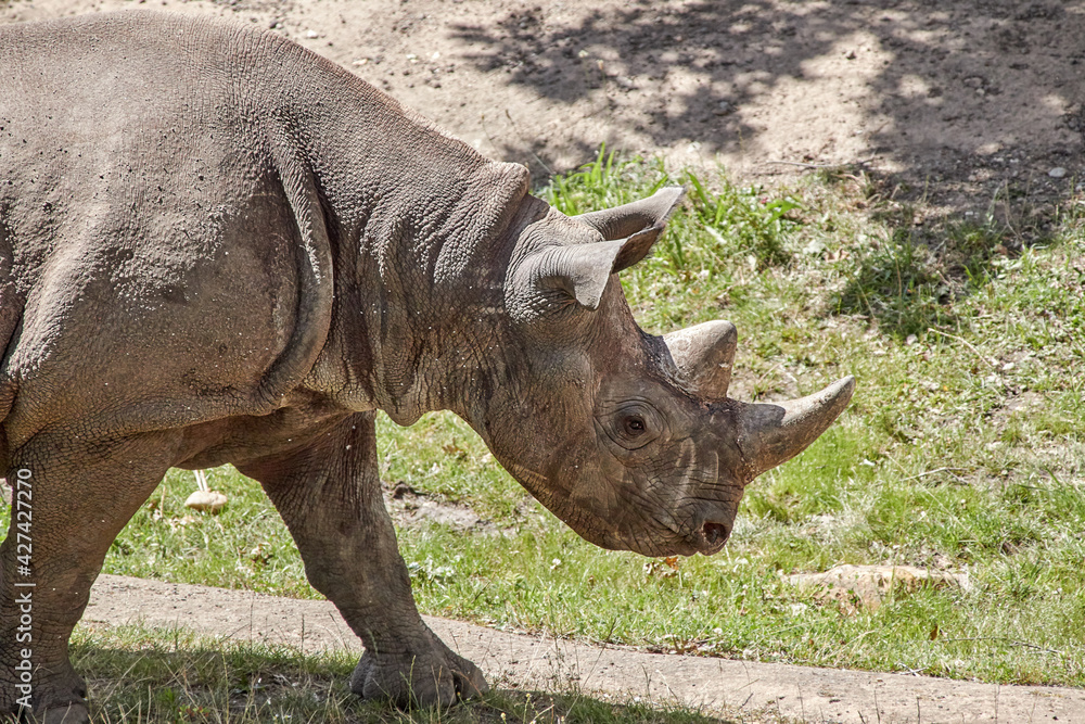 Obraz premium Black rhinoceros in profile