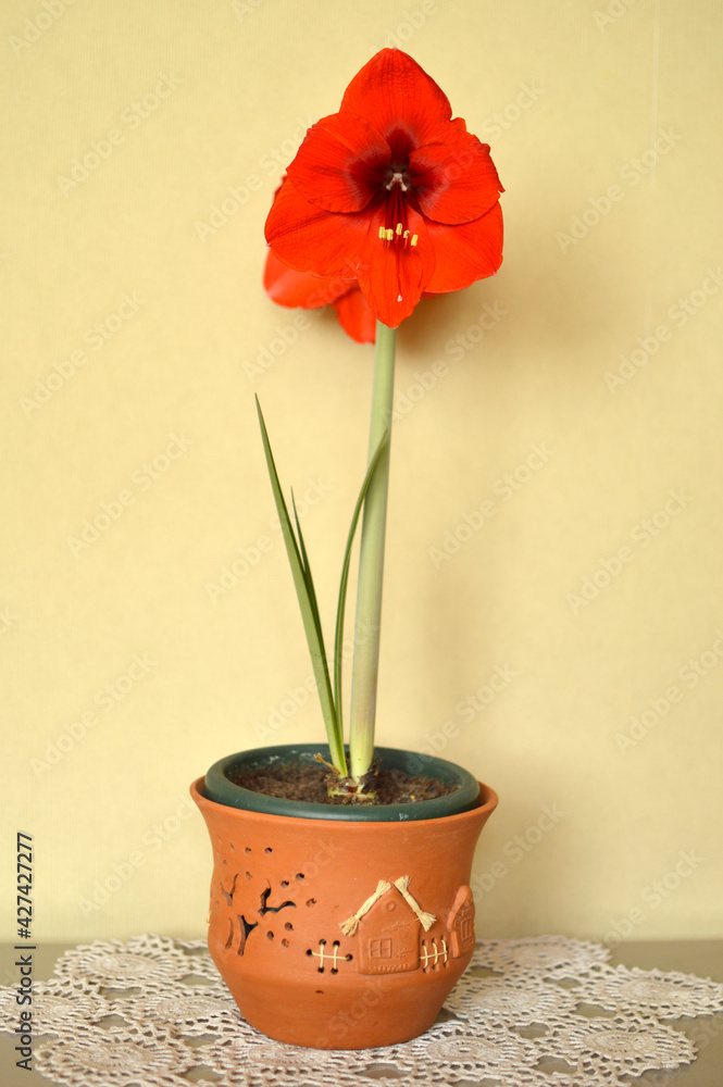 red and orange blooming amaryllis flowers growing in the flower pot