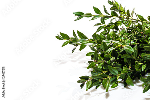 Branches of a plant with green leaves on a white background. Flowers are collected in nature. Isolate.