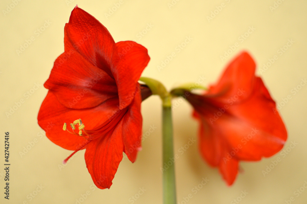 red and orange blooming amaryllis flowers growing in the flower pot