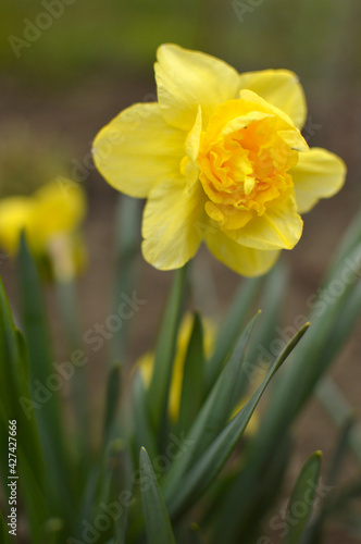 Fototapeta Naklejka Na Ścianę i Meble -  yellow daffodils in spring growing in the garden