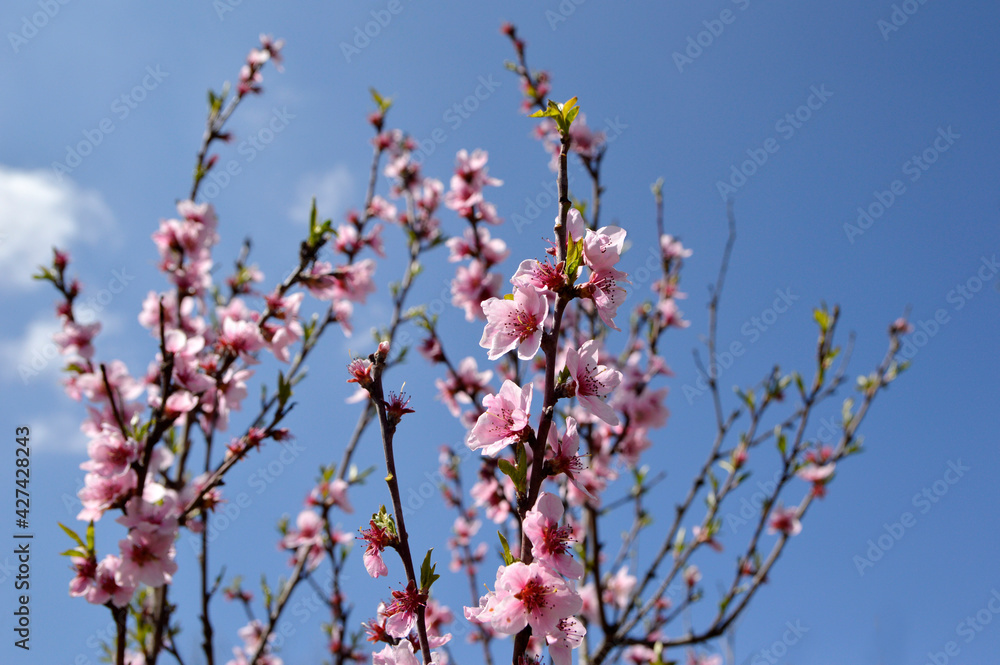 branches of blooming peach tree with blue sky in the background branches of blooming peach tree with blue sky in the background