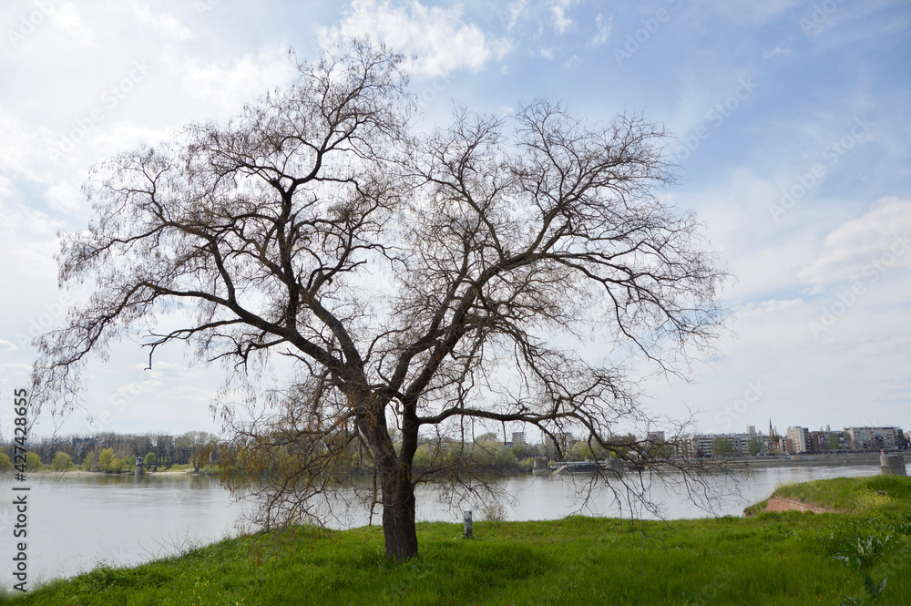 Obraz premium naked tree growing by the Danube river, Novi Sad, Vojvodina