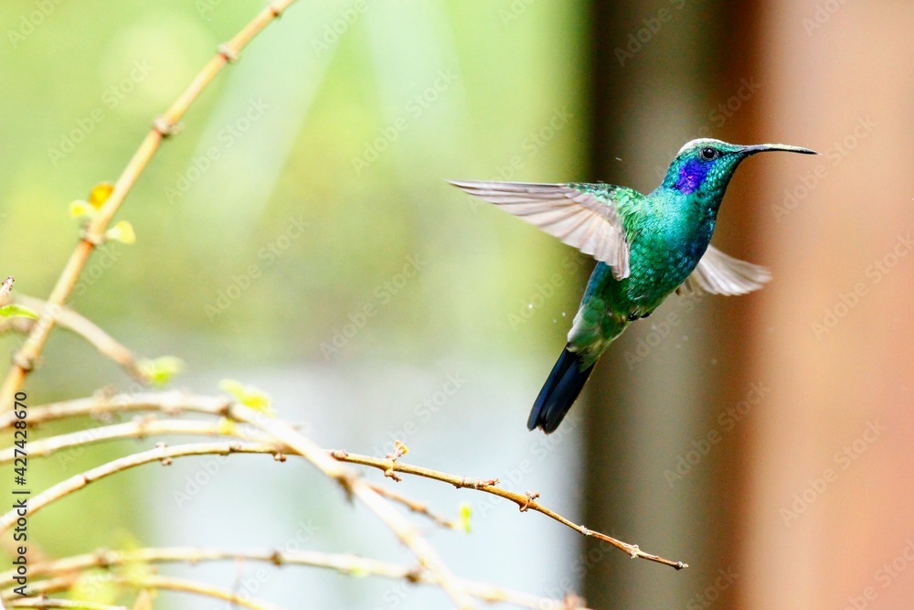 Faune tropicale du Costa Rica