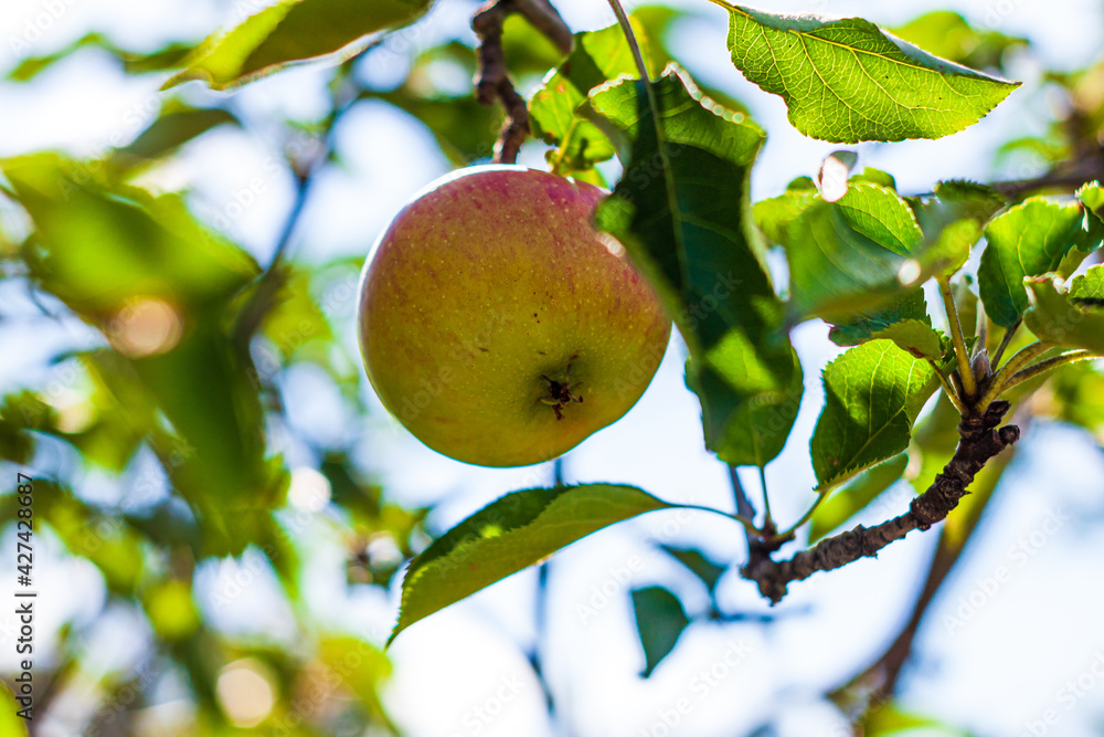 Apple tree with green apples close up in sunlight. Fresh yellow apple growing on branch in the garden with colorful sunbeams. Healthy fruits eating, harvest concept, raw vegan organic local food. Apple tree with green apples close up in sunlight. Fresh yellow apple growing on branch in the garden with colorful sunbeams. Healthy fruits eating, harvest concept, raw vegan organic local food.