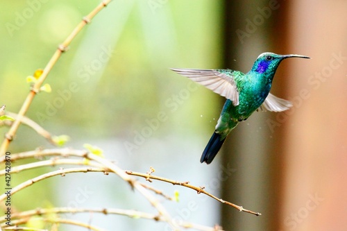 Obraz na płótnie Faune tropicale du Costa Rica w salonie