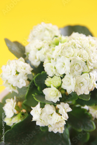 white kalanchoe flowers with green leaves