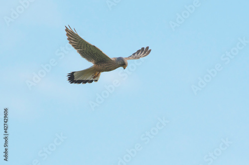 Common Kestrel  Falco tinnunculus  male hovering in the sky searching for prey