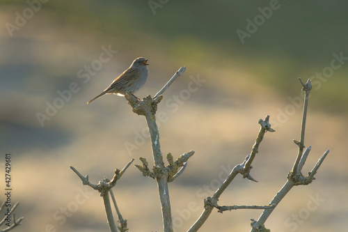 Dunnock (Prunella modularis) perched on top of shrub singing photo