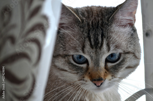 A big, gray cat is watching. © Olesya