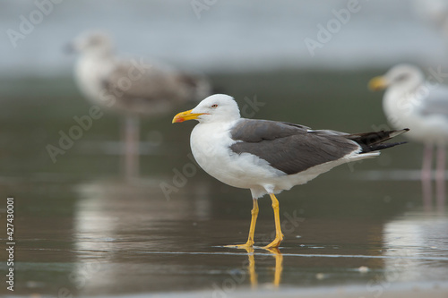 Lesser Black-backed Gull (Larus fuscus) adult on the beach at the shoreline with two European Herring Gull's (Larus argentatus) in the background © Wim Verhagen