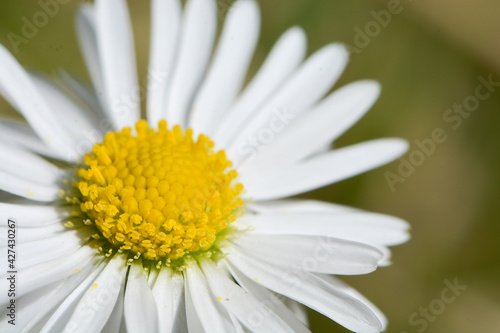 macro shot of a daisy from above