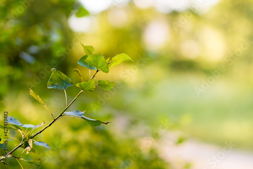 Closeup beautiful view of nature green leaf on greenery blurred background with sunlight and copy space.